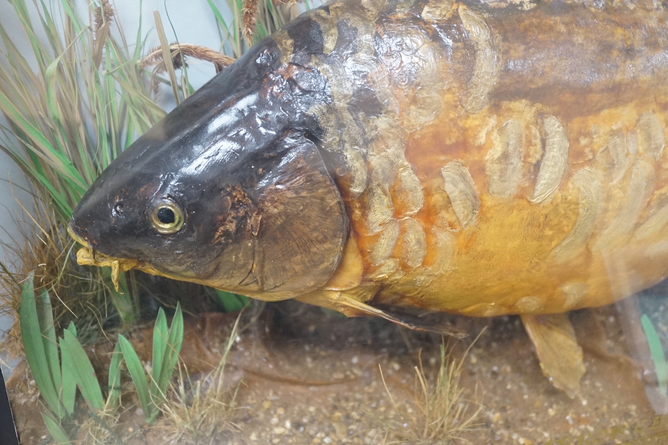 A Taxidermic mirror carp, 22lb 12oz, bow front glazed case, bears date, Length 87cm